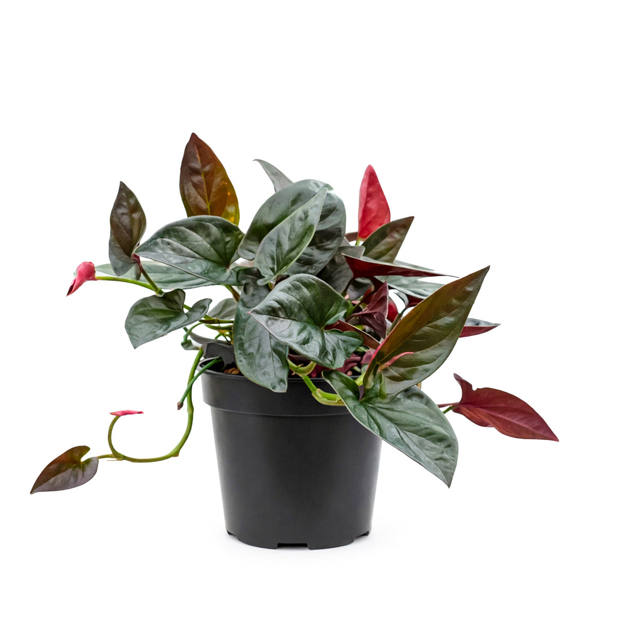 arrow succulent Syngonium Red Arrow