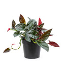 Syngonium 'Red Arrow'