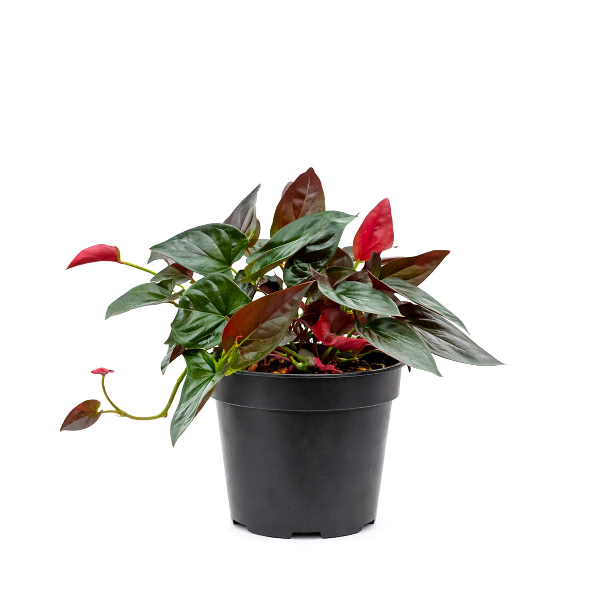 Syngonium 'Red Arrow', 4 inch Syngonium 'Red Arrow', live Syngonium 'Red Arrow' for sale, buy Syngonium 'Red Arrow' online, Syngonium 'Red Arrow' near me