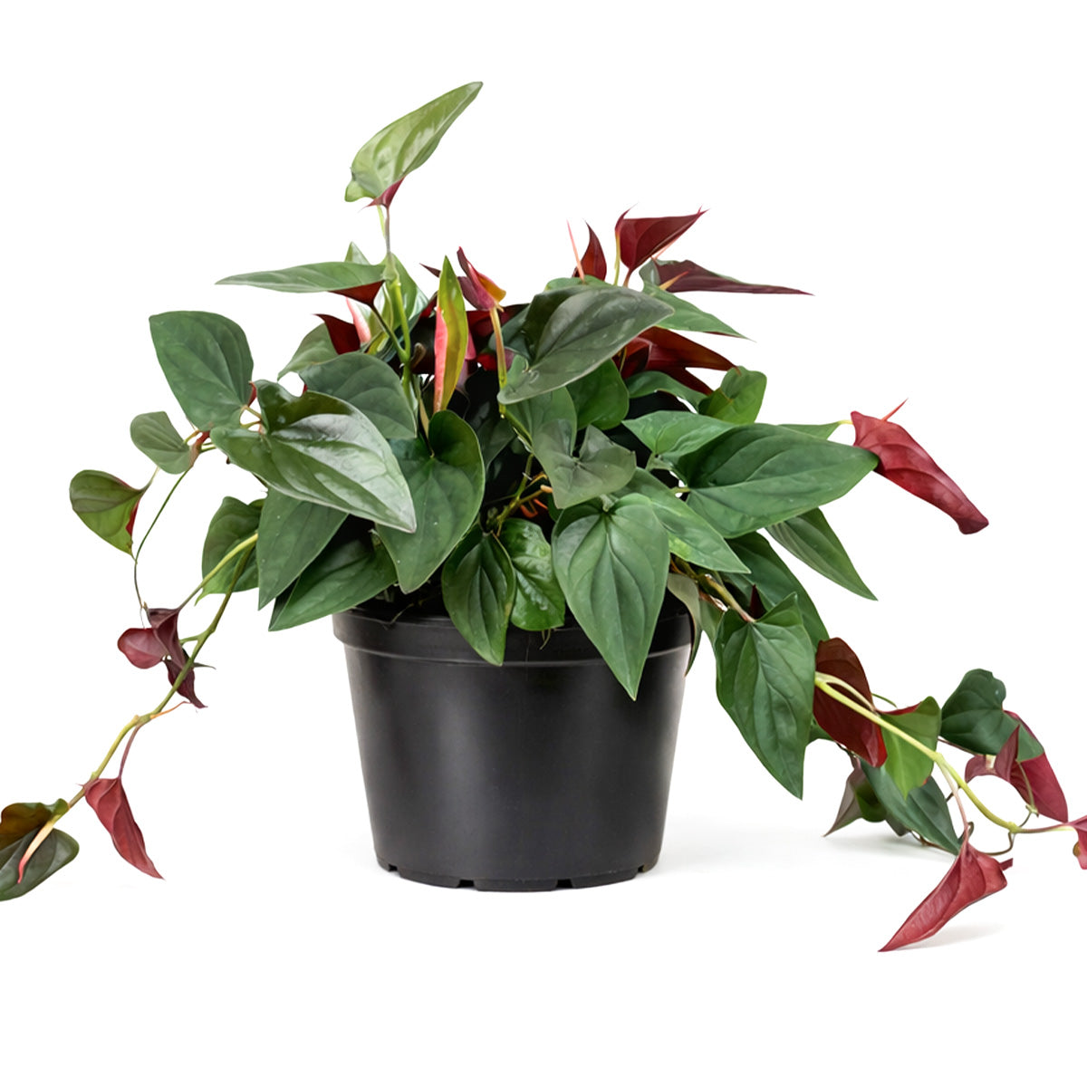 Syngonium 'Red Arrow', 6 inch Syngonium 'Red Arrow', live Syngonium 'Red Arrow' for sale, buy Syngonium 'Red Arrow' online, Syngonium 'Red Arrow' near me
