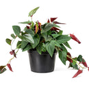 Syngonium 'Red Arrow'