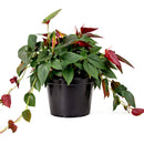 Syngonium 'Red Arrow'