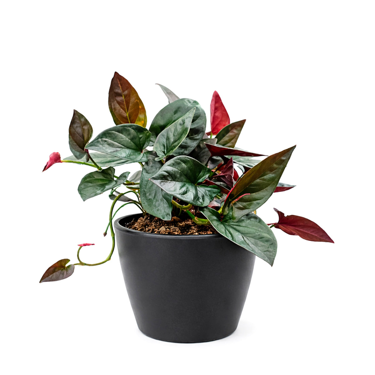 Syngonium 'Red Arrow', 4 inch Syngonium 'Red Arrow', live Syngonium 'Red Arrow' for sale, buy Syngonium 'Red Arrow' online, Syngonium 'Red Arrow' near me