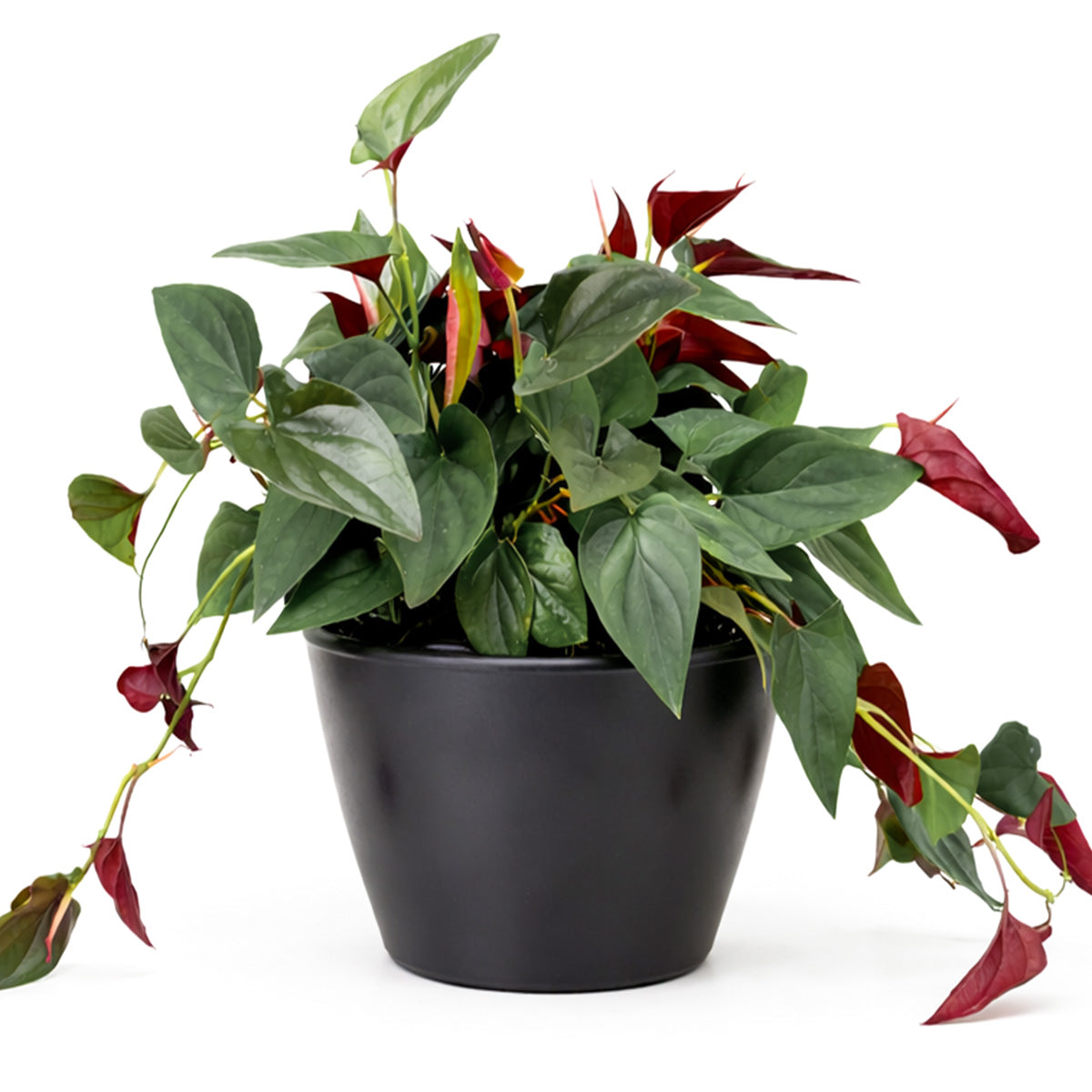 Syngonium 'Red Arrow', 6 inch Syngonium 'Red Arrow', live Syngonium 'Red Arrow' for sale, buy Syngonium 'Red Arrow' online, Syngonium 'Red Arrow' near me
