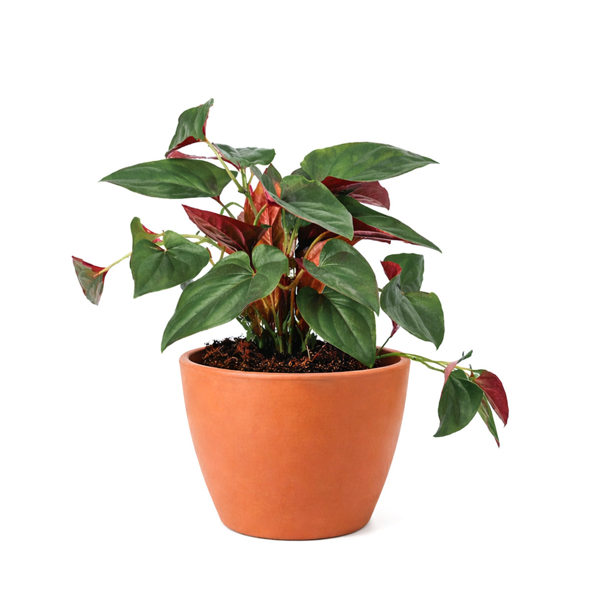 Syngonium 'Red Arrow', 4 inch Syngonium 'Red Arrow', live Syngonium 'Red Arrow' for sale, buy Syngonium 'Red Arrow' online, Syngonium 'Red Arrow' near me