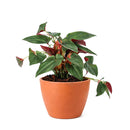 Syngonium 'Red Arrow'