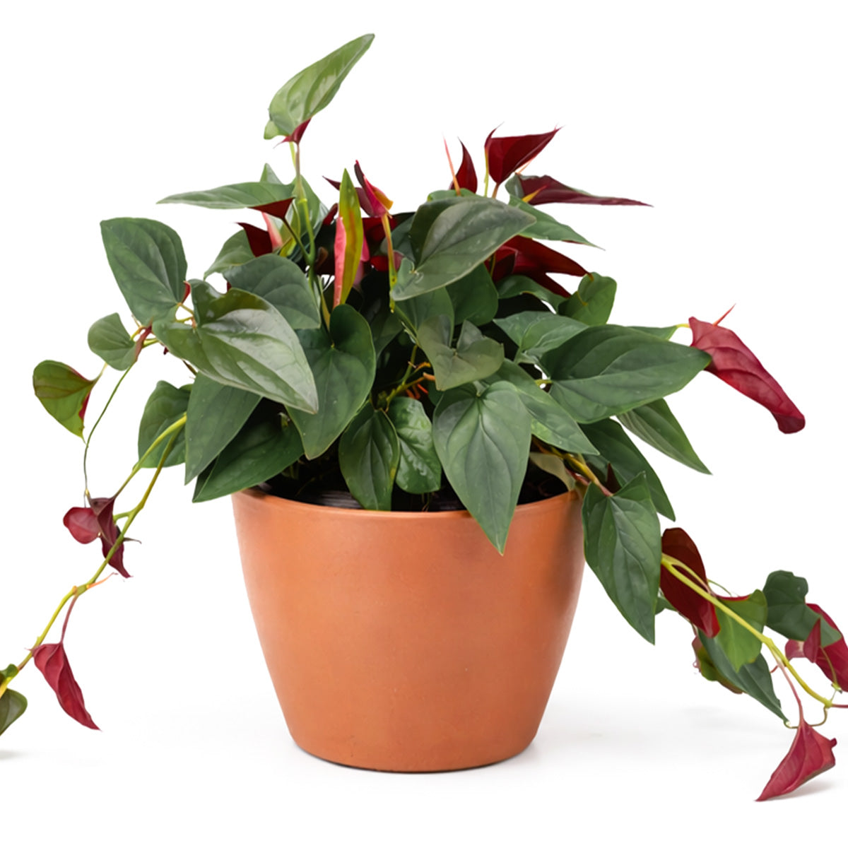 house plants with arrow shaped leaves Syngonium Red Arrow
