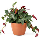 Syngonium 'Red Arrow'