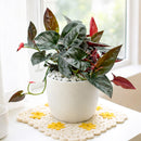 Syngonium 'Red Arrow'