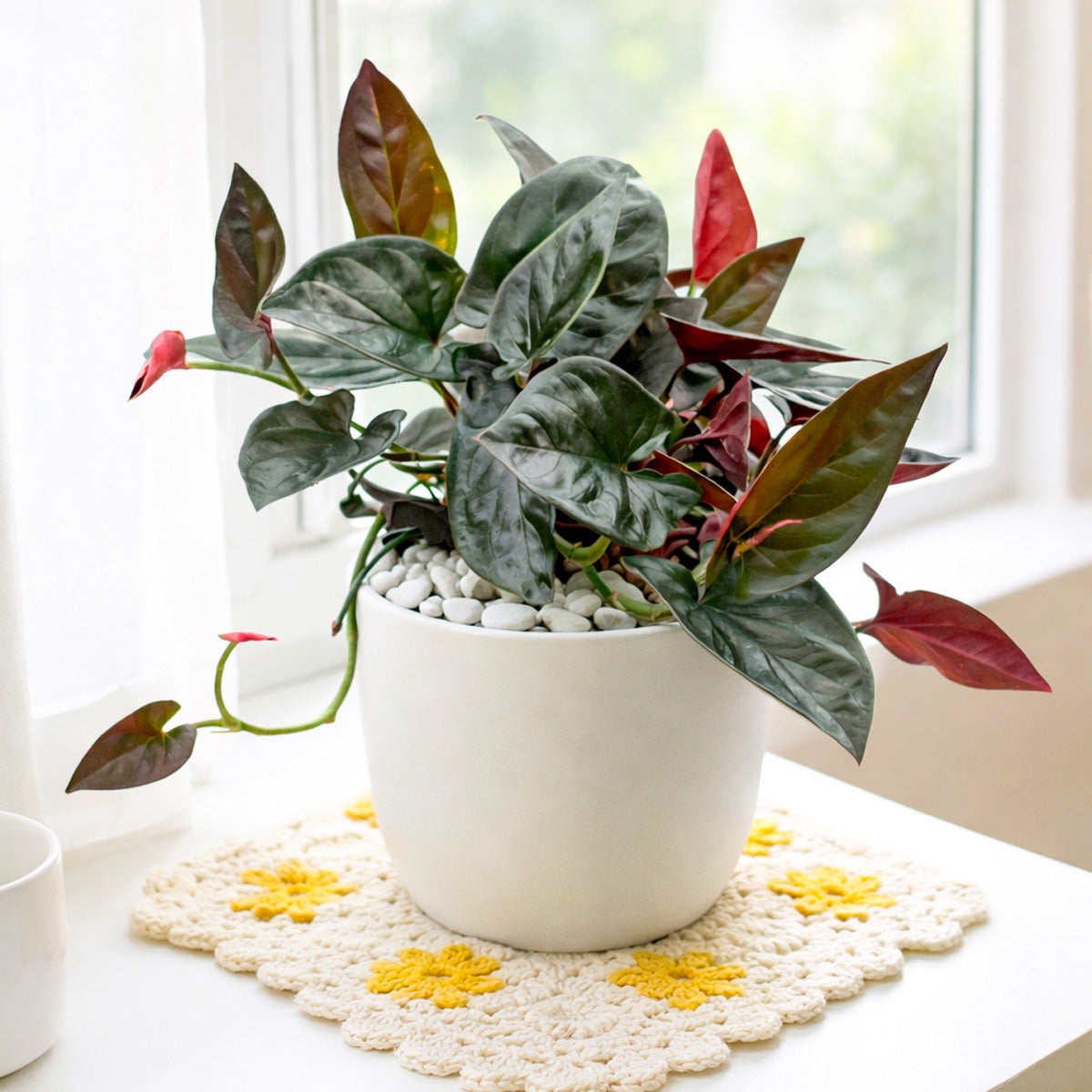 Syngonium 'Red Arrow', 4 inch Syngonium 'Red Arrow', live Syngonium 'Red Arrow' for sale, buy Syngonium 'Red Arrow' online, Syngonium 'Red Arrow' near me