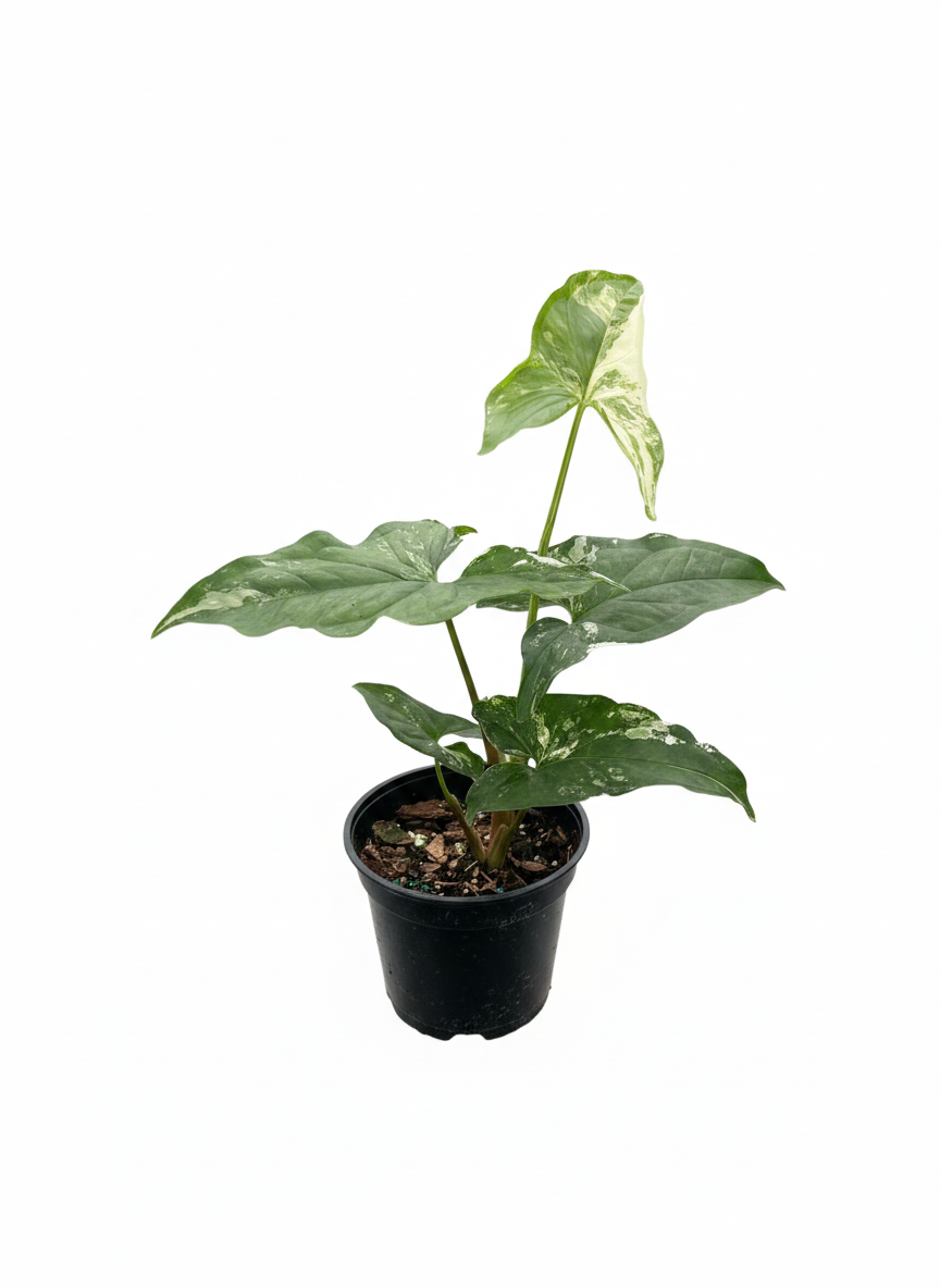 Buy rare Syngonium Albo Variegata online, white and green variegated arrowhead vine, best care for variegated Syngonium