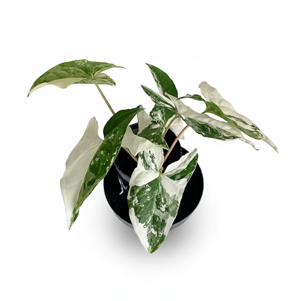 Syngonium Albo Variegata with dramatic white and green marbled foliage, Rare houseplant to grow, Houseplant Gift Decor Ideas