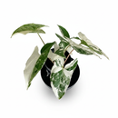 Syngonium Albo Variegata with dramatic white and green marbled foliage, Rare houseplant to grow, Houseplant Gift Decor Ideas