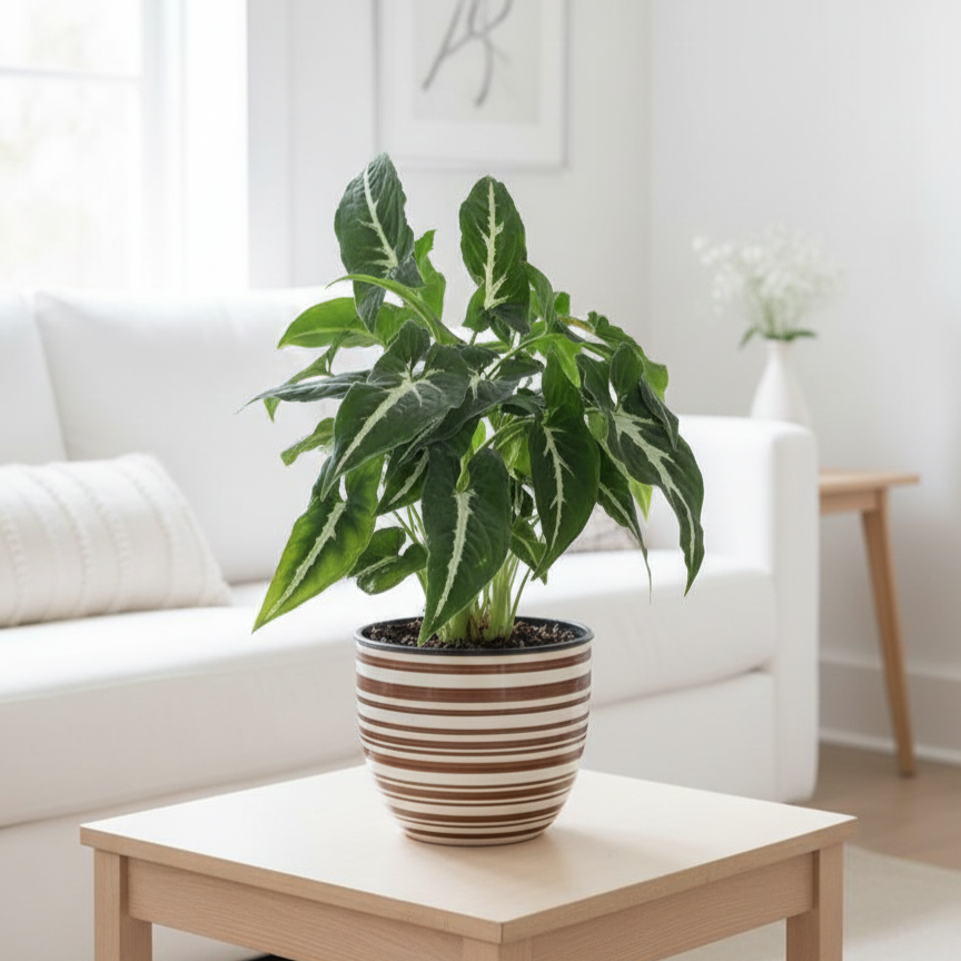 Rare 4 inch Black Velvet Syngonium in decorative pot for sale, Syngonium wendlandii, Rare Houseplant for Home Decor Ideas, exotic dark leaf houseplant