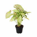 6 inch Syngonium &#39;Confetti&#39;, 6 inch plants, live plants for sale, buy houseplants online, plant shops in ca