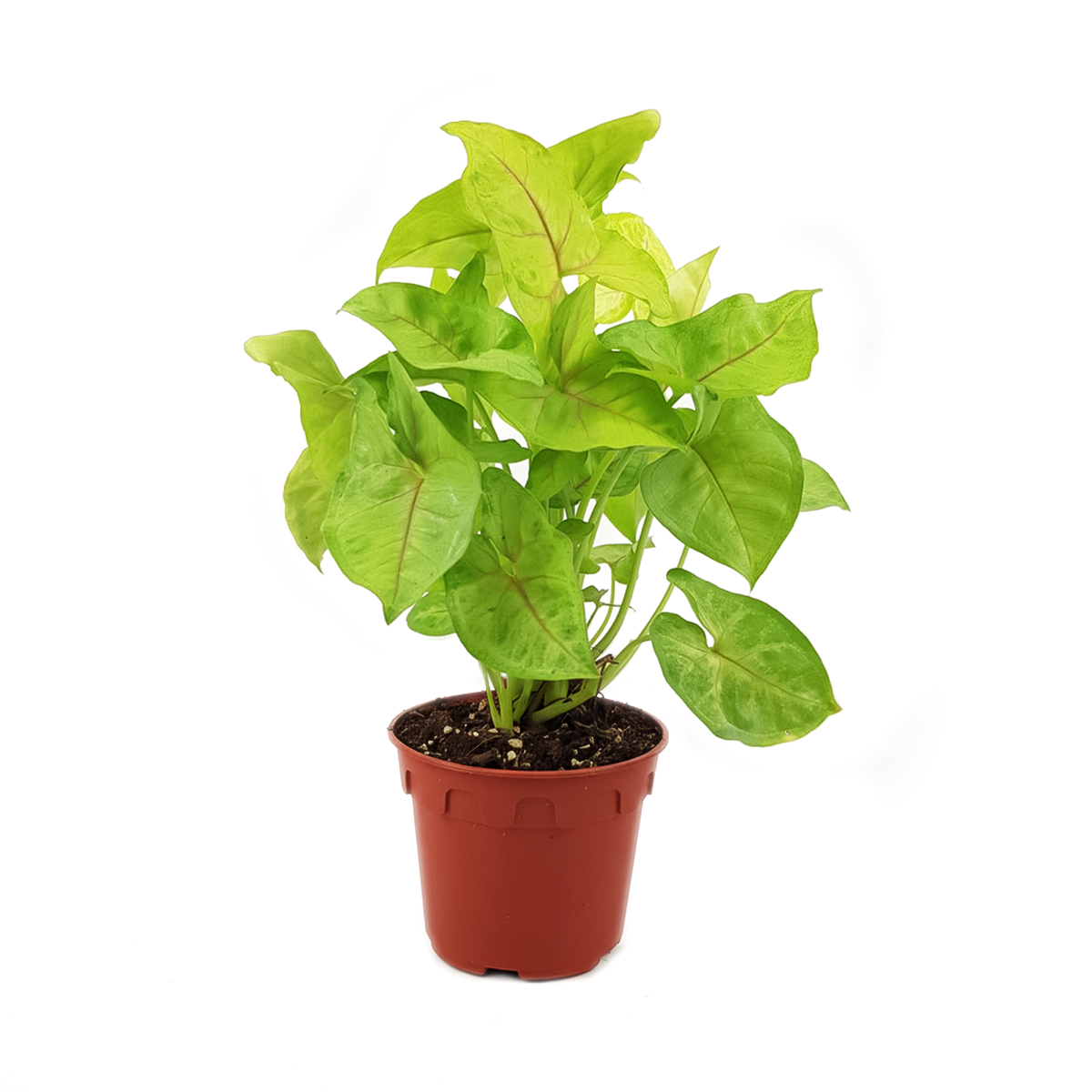 Syngonium Gold Allusion care guide, light and watering requirements for Syngonium Gold Allusion, how to grow Syngonium Gold Allusion, 