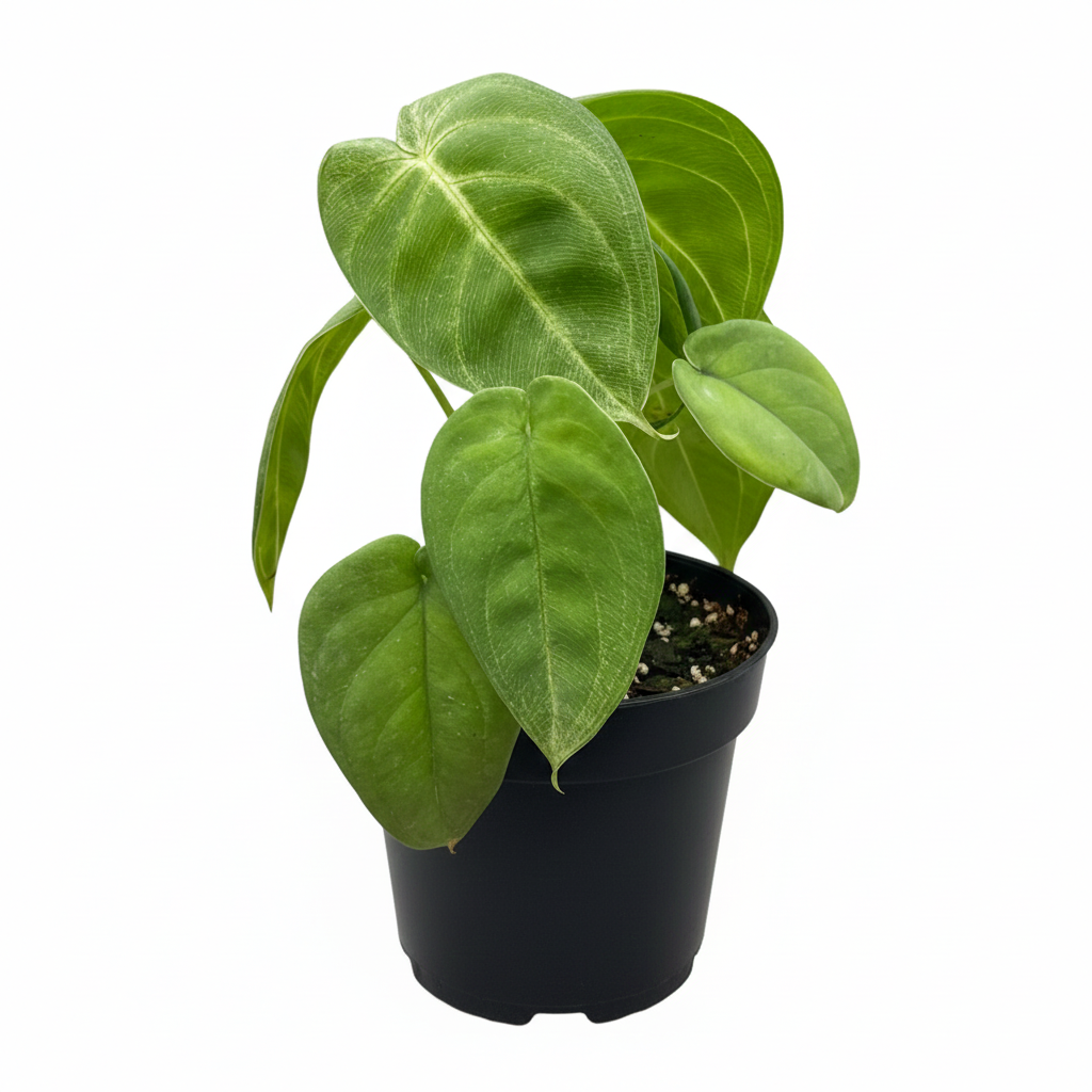 Buy Syngonium Ice Frost 4 inch Plastic Pot online, Frosted Heart Syngonium for Gift Decor Ideas, rare syngonium variety