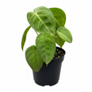 Buy Syngonium 'Ice Frost' 6 inch grower pot online, how to care for frosted leaf syngonium, tropical houseplant with thick leaves