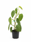 Buy Syngonium 'Ice Frost' 6 inch grower pot online, how to care for frosted leaf syngonium, tropical houseplant with thick leaves