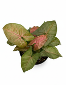 Buy rare Syngonium Merry online, unique tropical houseplant with heart-shaped leaves, best care for Syngonium Merry