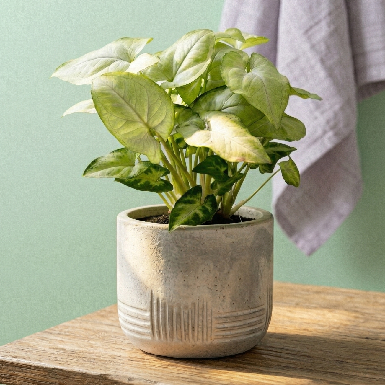 Syngonium 'Moonshine' — Easy Care Air-Purifying Arrowhead Plant