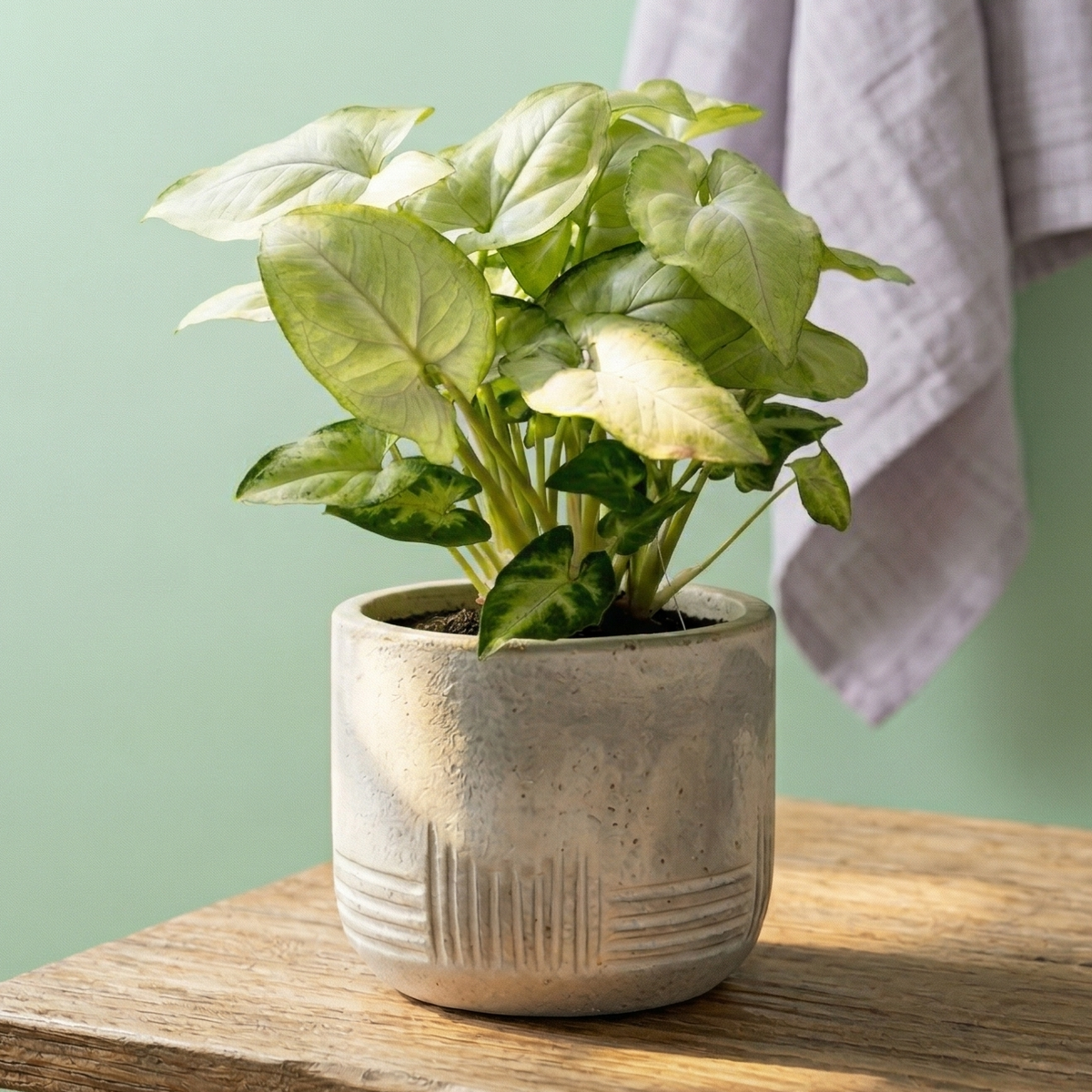 3 inch / 4 inch live Syngonium Moonshine rare arrowhead plant for sale, Syngonium Moonshine soft pastel foliage plant for home decoration, Syngonium Moonshine lush arrowhead vine plant for indoor styling