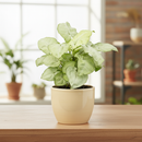 Buy Syngonium 'Moonshine' live house plant 3 inch / 4 inch online, Syngonium Moonshine indoor plant for minimalist decor, Syngonium Moonshine premium rare plant for plant lovers