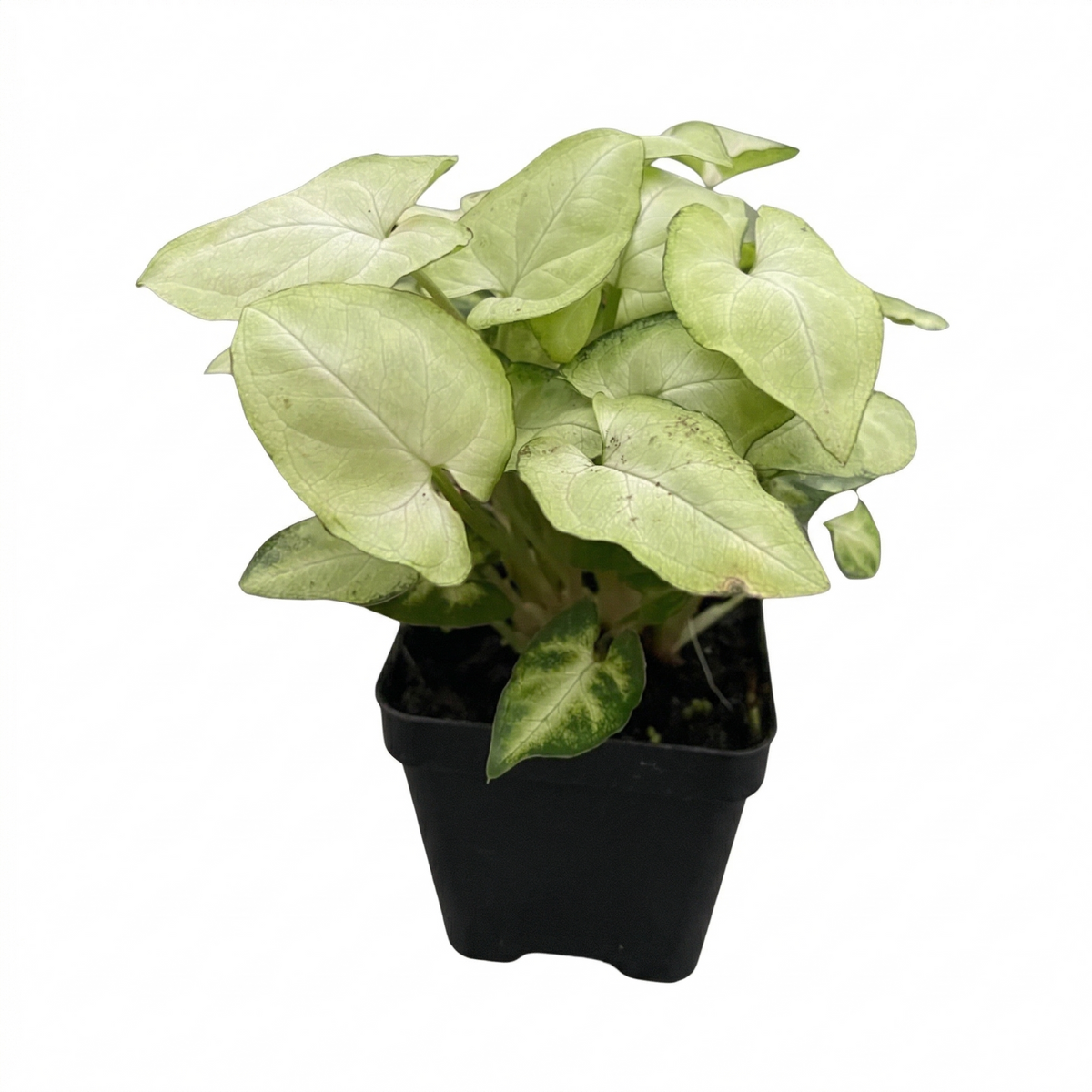 3 inch / 4 inch live Syngonium Moonshine rare arrowhead plant for sale, Syngonium Moonshine lush arrowhead vine plant for indoor styling, Syngonium Moonshine rare aroid plant for collectors