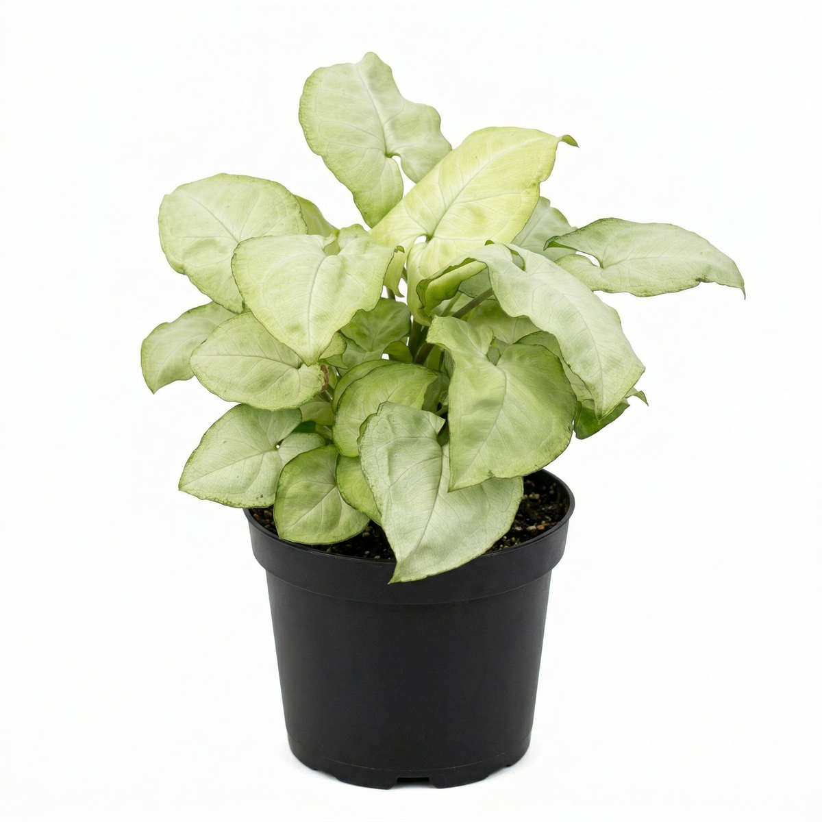 Buy Syngonium 'Moonshine' live house plant 3 inch / 4 inch online, Syngonium Moonshine indoor plant for minimalist decor, Syngonium Moonshine premium rare plant for plant lovers