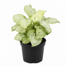 Buy Syngonium 'Moonshine' live house plant 3 inch / 4 inch online, Syngonium Moonshine indoor plant for minimalist decor, Syngonium Moonshine premium rare plant for plant lovers