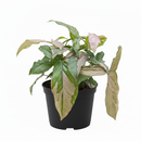 6 inch trailing vine plants, Arrowhead plant, Arrow-shaped leaves plants, Easy-care tropical foliage plant
