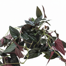 Syngonium plants, 6 inch Syngonium &#39;Red Arrow&#39;, indoor plants for sale, Syngonium &#39;Red Arrow&#39; near me, plant shops in ca