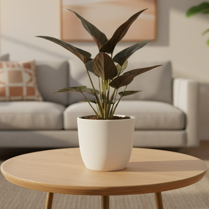 Syngonium &#39;Red Arrow&#39; - Live Houseplant