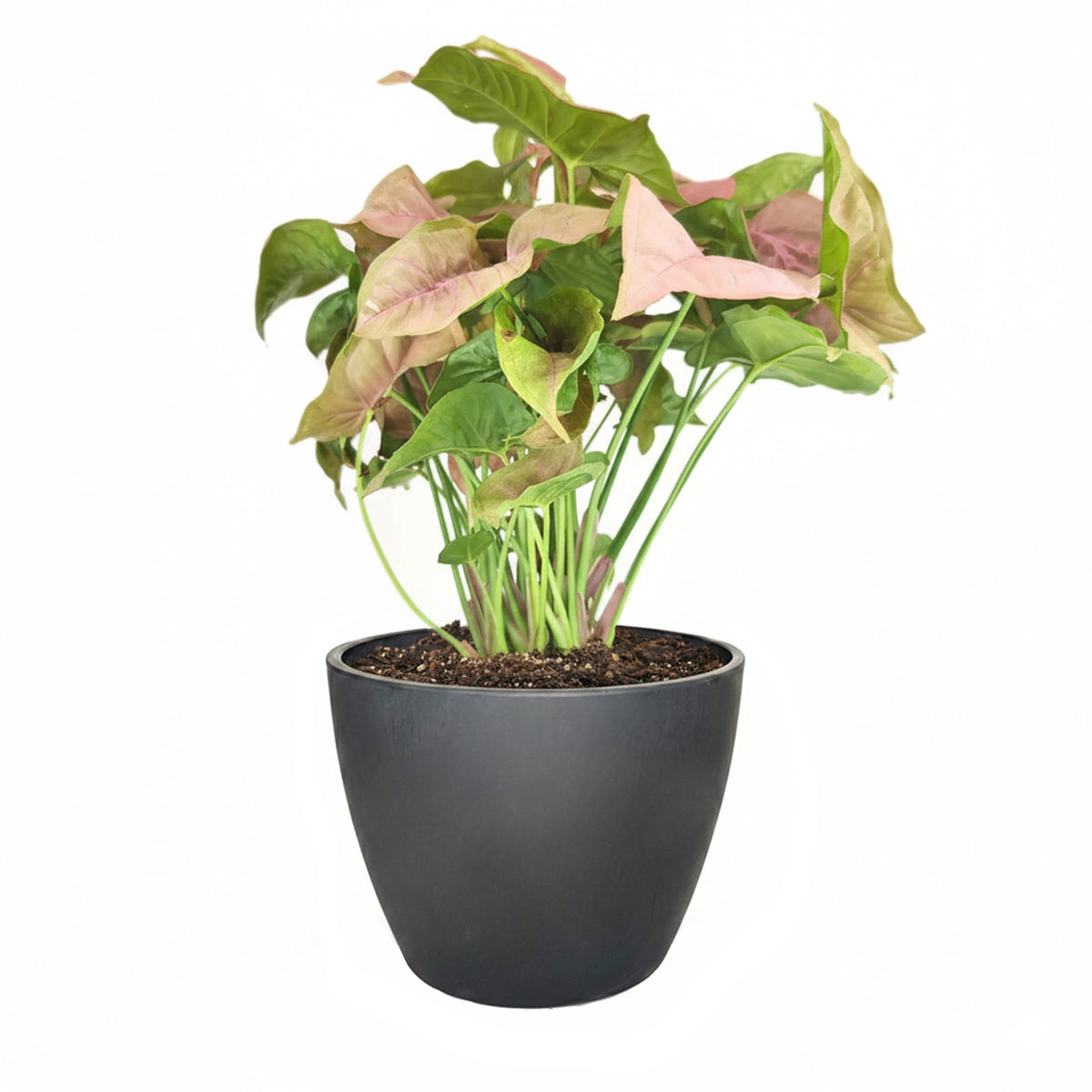 Syngonium Neon Robusta, variegated plant, pink houseplant, Pink Arrowhead Vine Plant, easy to care for air-purifying houseplant, colorful foliage houseplant