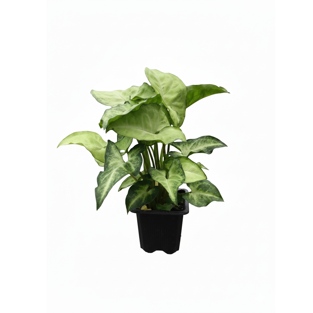 3 inch Syngonium White Butterfly, Syngonium White Butterfly for sale, buy Syngonium White Butterfly online