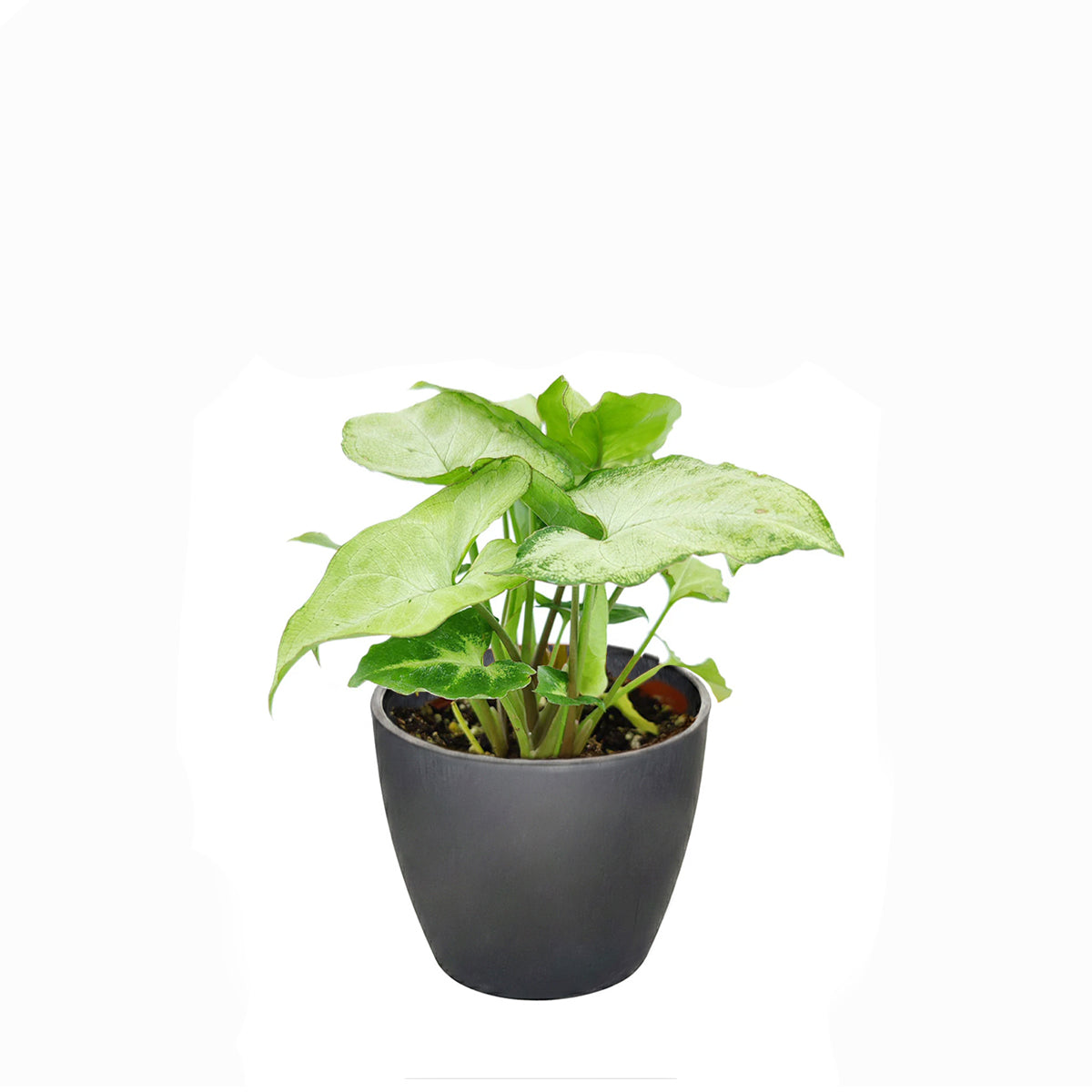 Syngonium White Butterfly