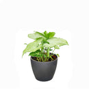 Syngonium White Butterfly