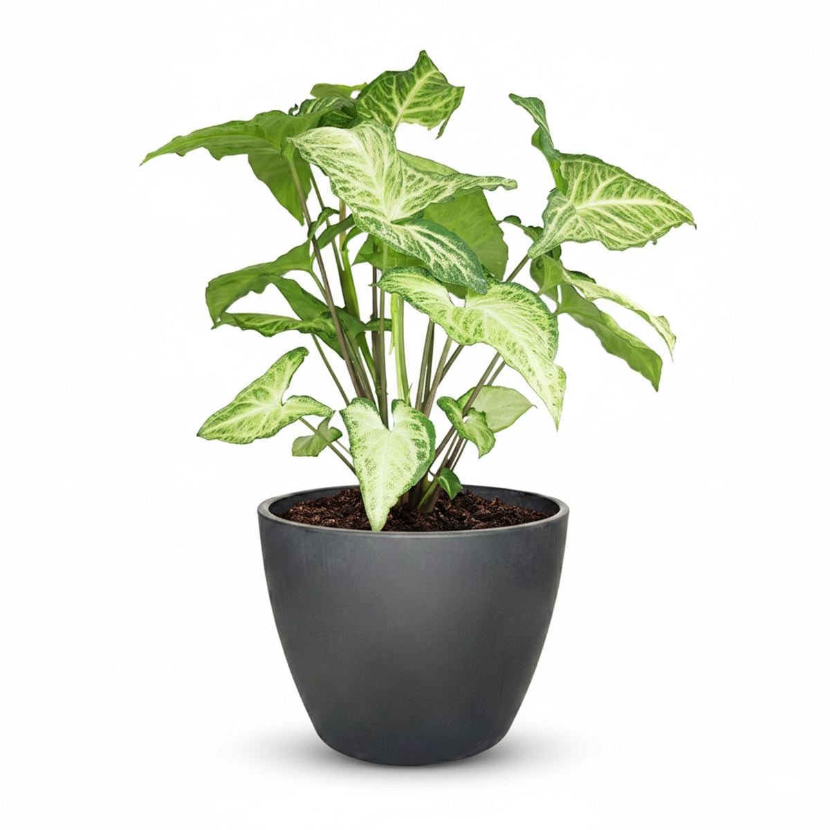 Syngonium White Butterfly