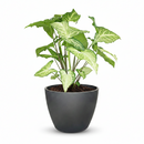 Syngonium White Butterfly