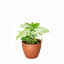 Syngonium White Butterfly