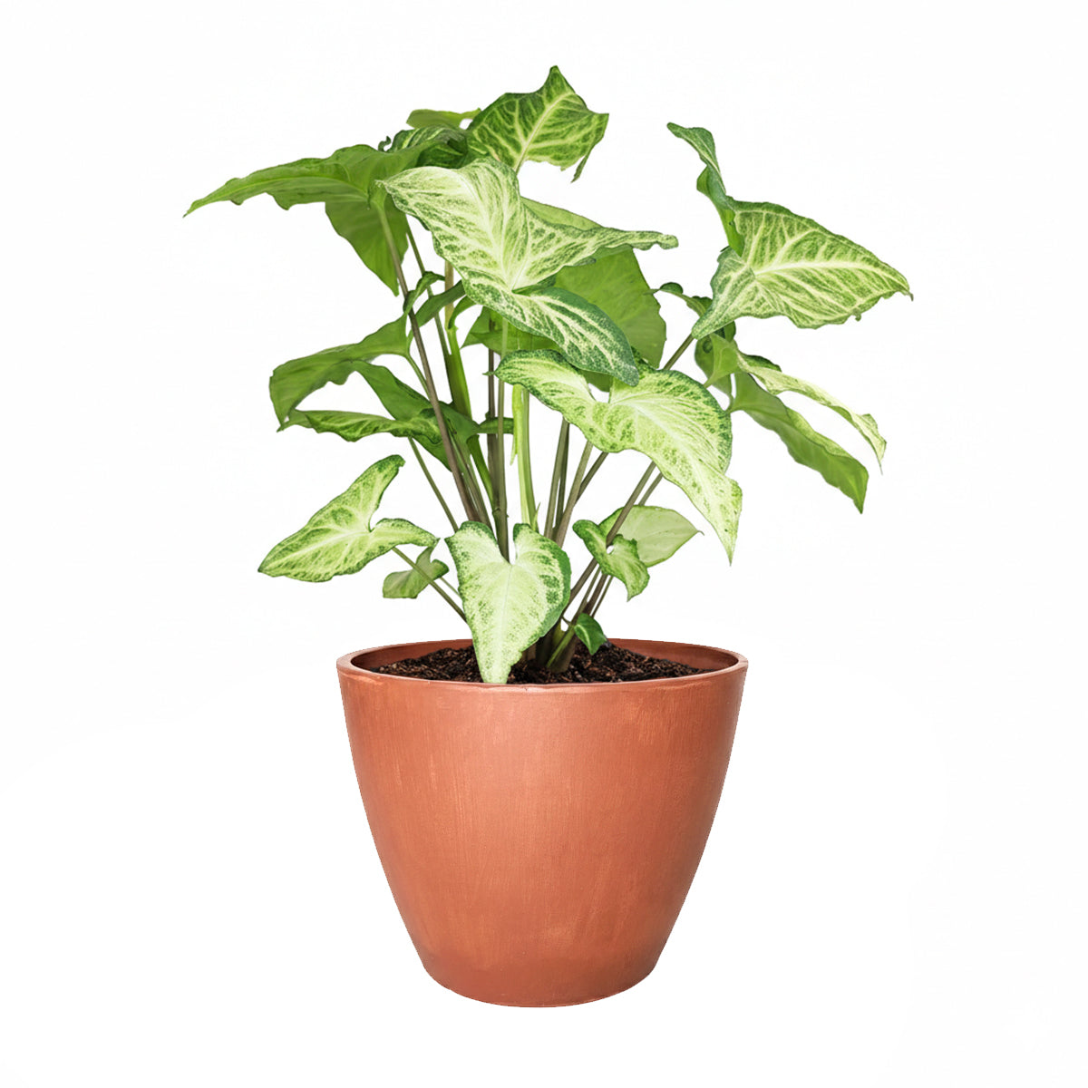 Syngonium White Butterfly