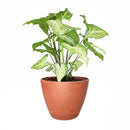 Syngonium White Butterfly