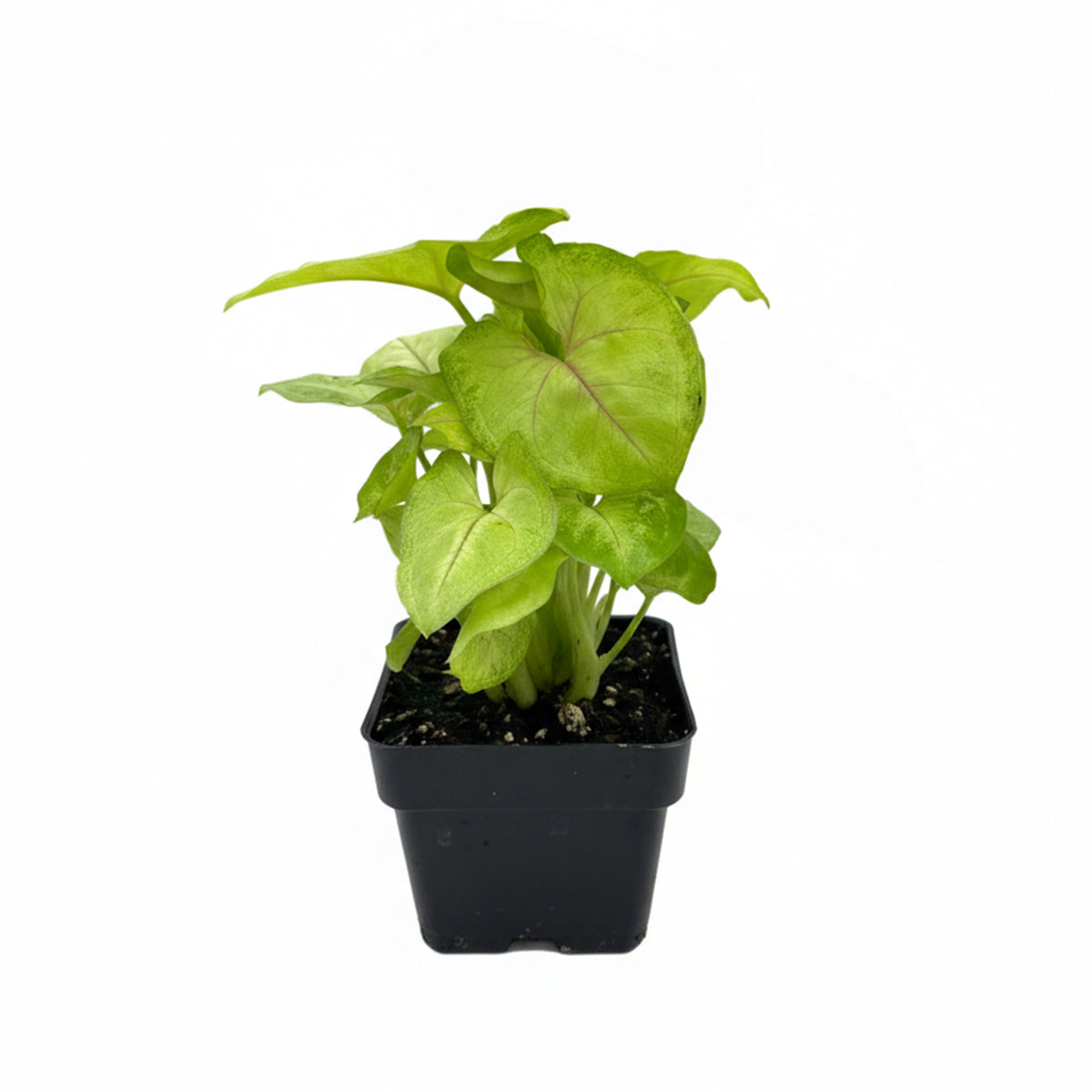 Syngonium Gold Allusion care guide, light and watering requirements for Syngonium Gold Allusion, how to grow Syngonium Gold Allusion, 