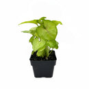 Syngonium Gold Allusion