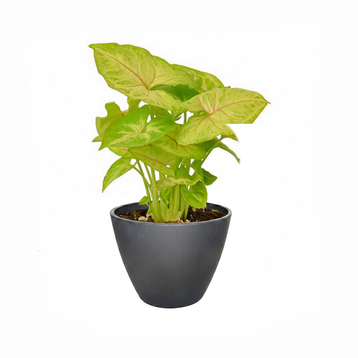 Syngonium Gold Allusion care guide, light and watering requirements for Syngonium Gold Allusion, how to grow Syngonium Gold Allusion, 