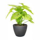 Syngonium Gold Allusion