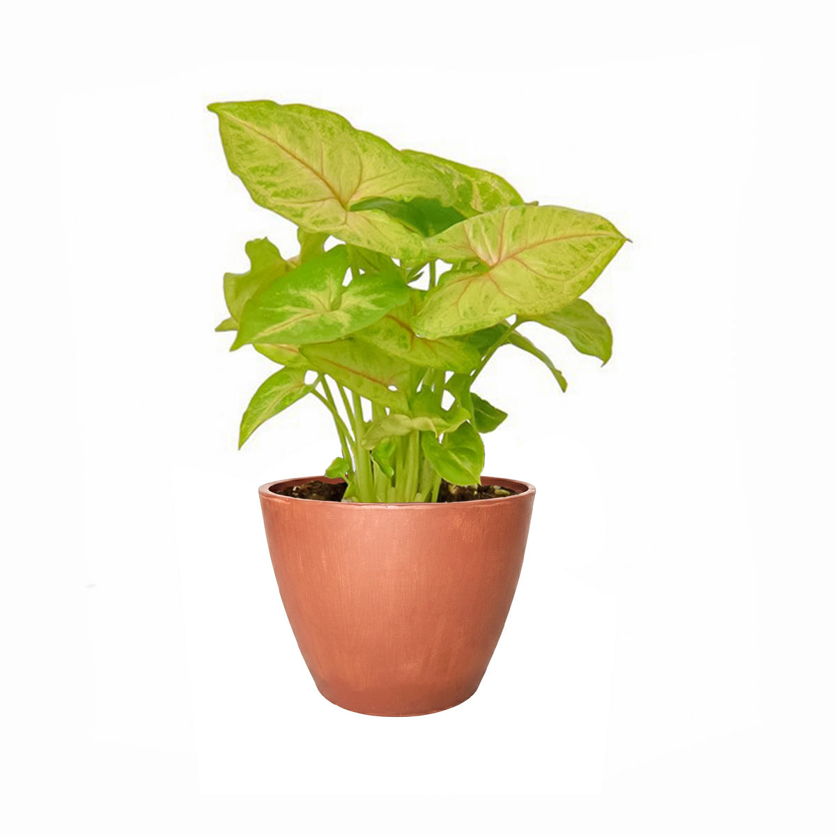 Syngonium Gold Allusion care guide, light and watering requirements for Syngonium Gold Allusion, how to grow Syngonium Gold Allusion, 