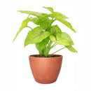 Syngonium Gold Allusion