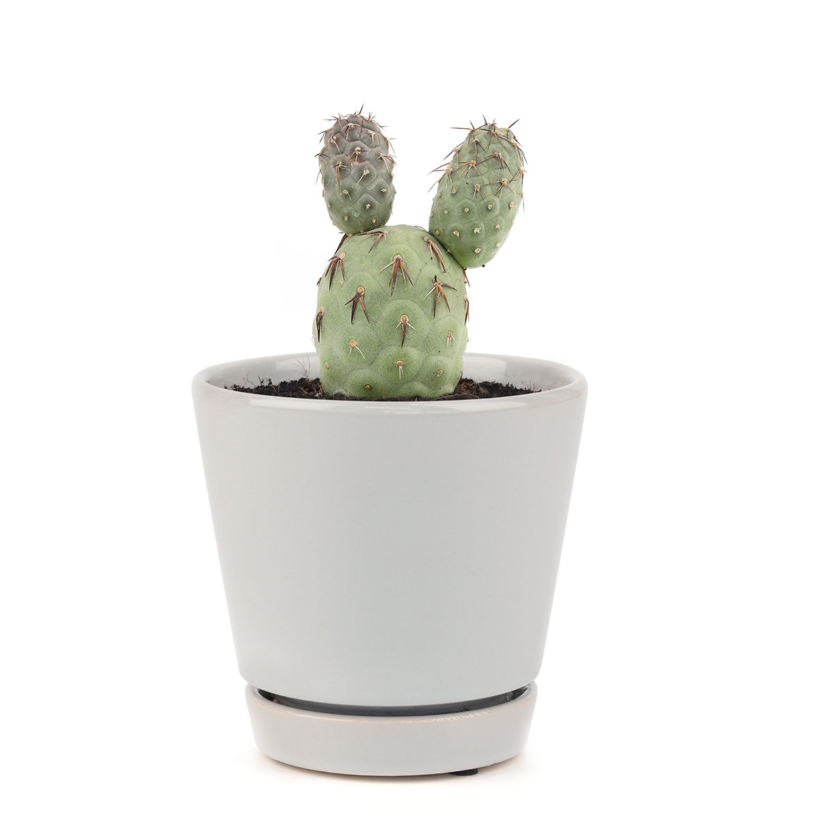 Rare Tephrocactus Geometricus, rare cactus for sale, 4 inch cactus, cactus shop in ca, cactus near me