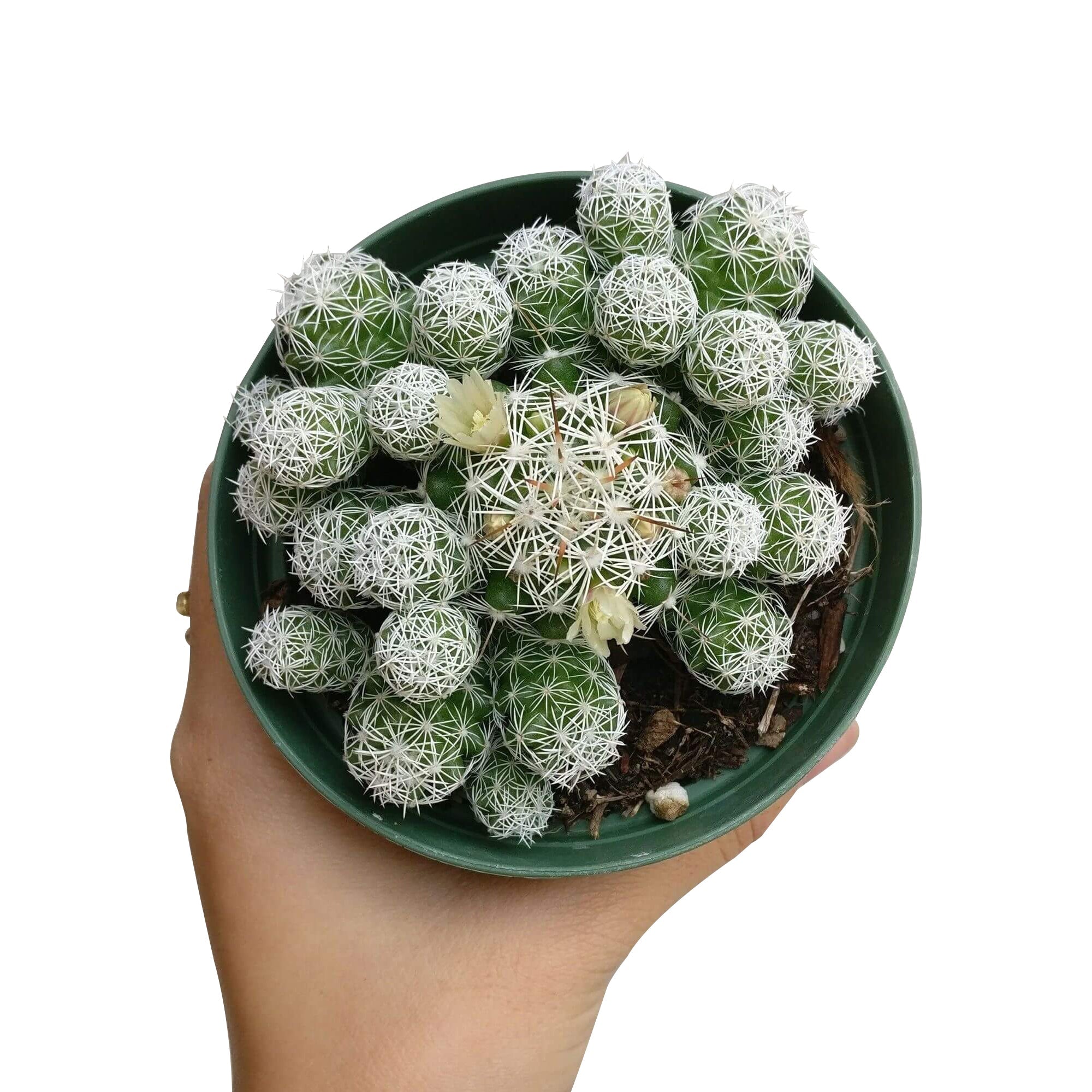 mammillaria succulent Thimble Cactus Mammillaria Succulent for Sale - Tiny Cactus for Gift Ideas